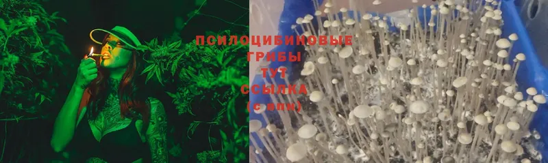 где можно купить   Нолинск  Галлюциногенные грибы Psilocybine cubensis 